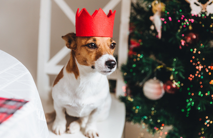 ... und eine fröhliche und entspannte Adventszeit!